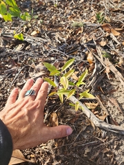 Asclepias tomentosa