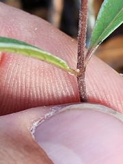 Asclepias tomentosa
