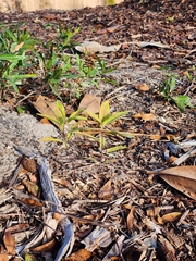 Asclepias tomentosa