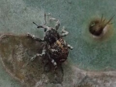 Gerstaeckeria knullorum