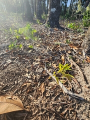 Asclepias tomentosa