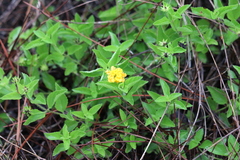 Lantana depressa