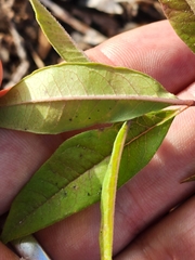 Asclepias tomentosa