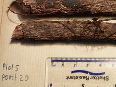 Annulohypoxylon stygium