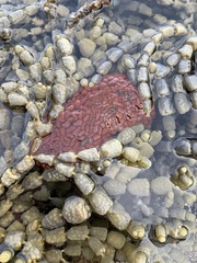 Phlyctenactis tuberculosa