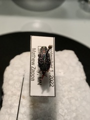 Chrysobothris trinervia
