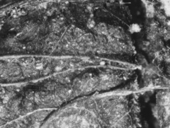 Annulohypoxylon stygium