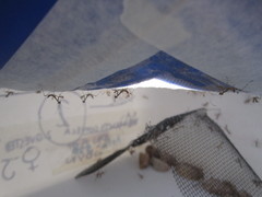 Miomantis caffra