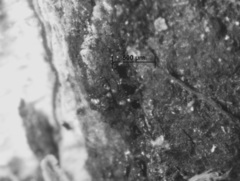 Annulohypoxylon stygium