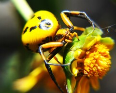 Misumenoides