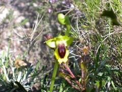 Ophrys lutea