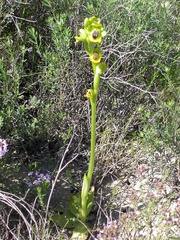 Ophrys lutea