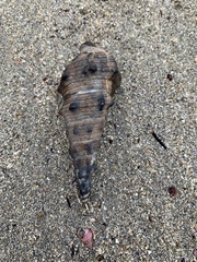 Pyrazus ebeninus