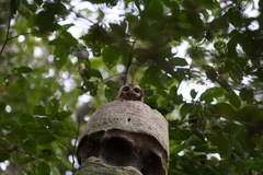 Margarobyas lawrencii