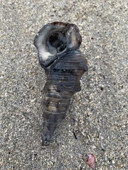 Pyrazus ebeninus