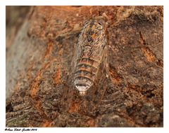 Cicada barbara barbara