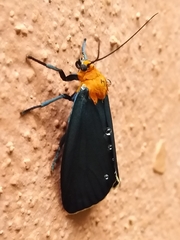 Apistosia judas