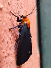 Apistosia judas