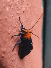 Apistosia judas