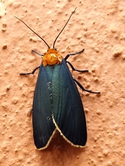Apistosia judas