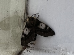 Nataxa flavescens