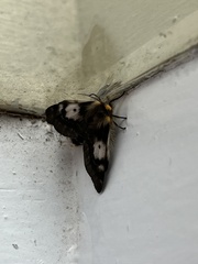 Nataxa flavescens
