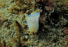 Polycera marplatensis