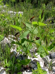 Aristolochia rotunda