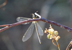 Brachynemurus