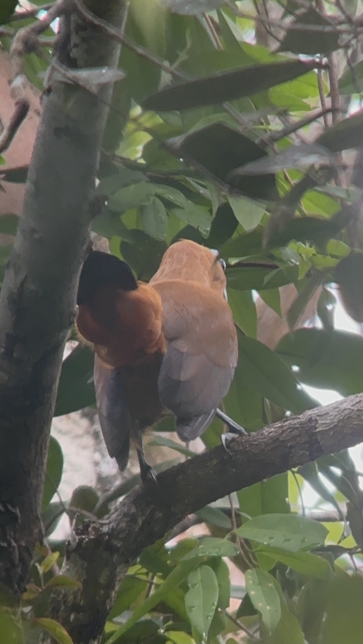 Capuchinbird (Perissocephalus tricolor), photo 8