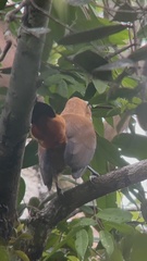 Perissocephalus tricolor