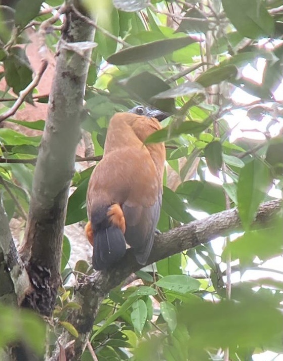 Capuchinbird (Perissocephalus tricolor), photo 7