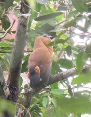 Perissocephalus tricolor