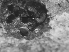 Annulohypoxylon moriforme