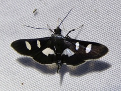 Desmia ploralis
