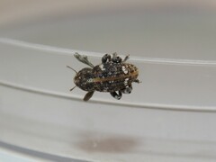 Gerstaeckeria knullorum