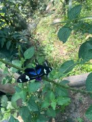 Heliconius doris