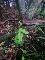 Berberis glaucocarpa