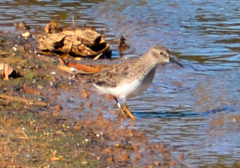 Calidris minutilla