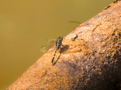 Orthetrum serapia