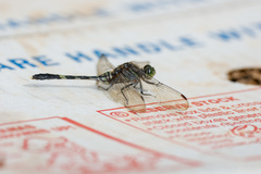 Orthetrum serapia