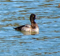 Aythya affinis