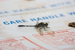 Orthetrum serapia