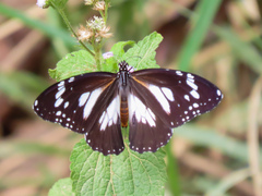 Danaus affinis affinis