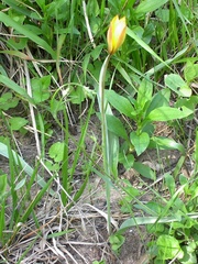 Tulipa sylvestris australis