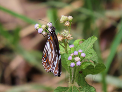 Danaus affinis affinis