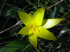 Tulipa sylvestris australis