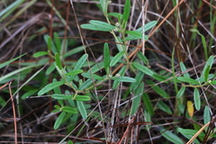 Croton linearis
