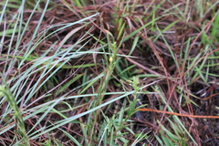 Chamaecrista nictitans aspera