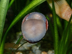 Neritina pulligera